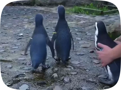 😨 Стикер «little penguin» для Telegram