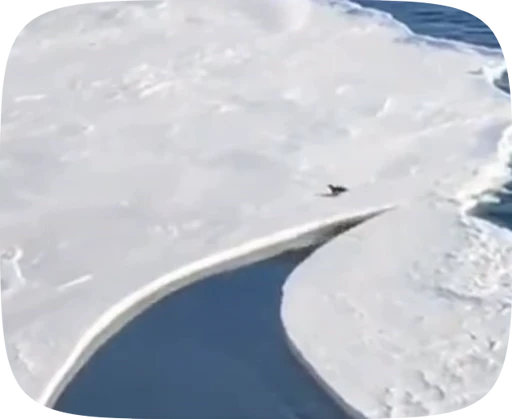 😧 Стикер «little penguin» для Telegram