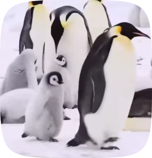 🐾 Стикер «little penguin» для Telegram