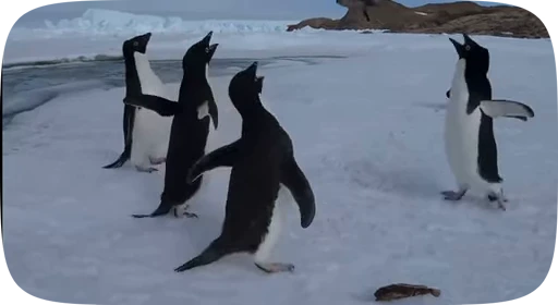 🤬 Стикер «little penguin» для Telegram