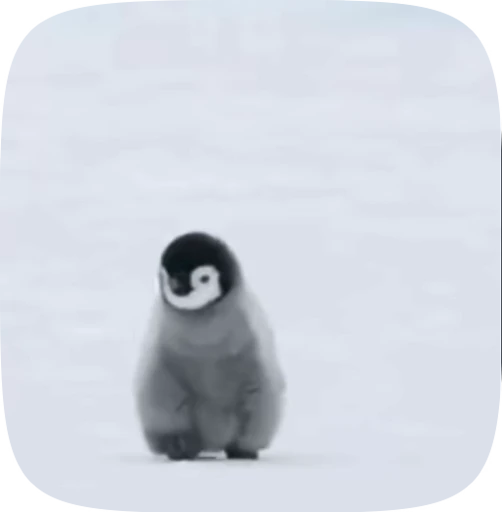 👣 Стикер «little penguin» для Telegram