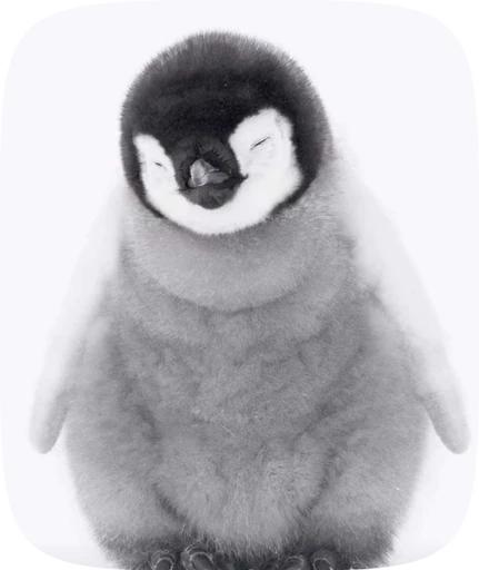 😴 Стикер «little penguin» для Telegram
