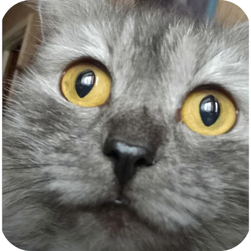 🐱 Стикер «хрумки» для Telegram