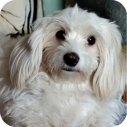 🐶 Стикер «хрумки» для Telegram