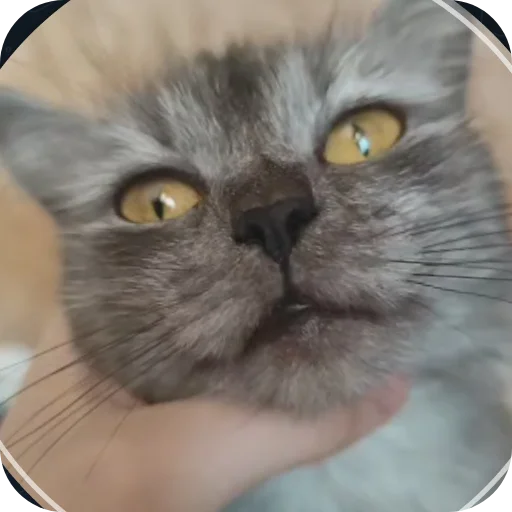 🐱 Стикер «хрумки» для Telegram