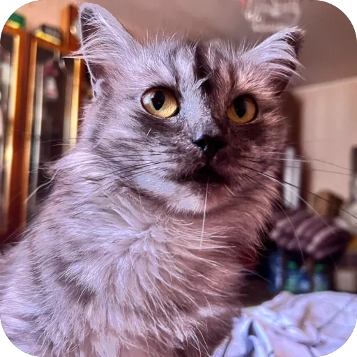 🫥 Стикер «хрумки» для Telegram