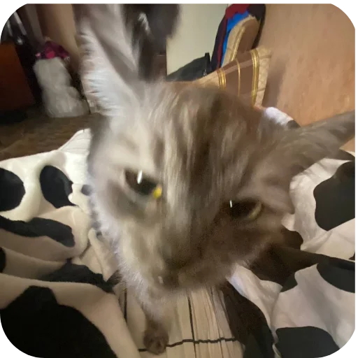 🐱 Стикер «хрумки» для Telegram
