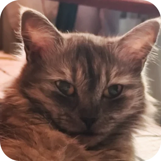 🐱 Стикер «хрумки» для Telegram