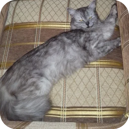 🐱 Стикер «хрумки» для Telegram