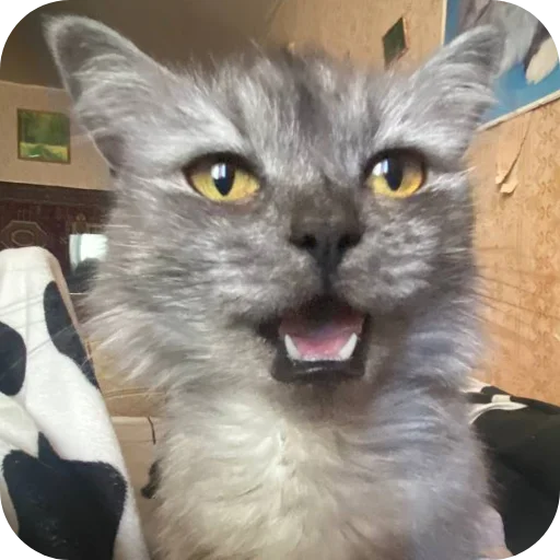 🐱 Стикер «хрумки» для Telegram