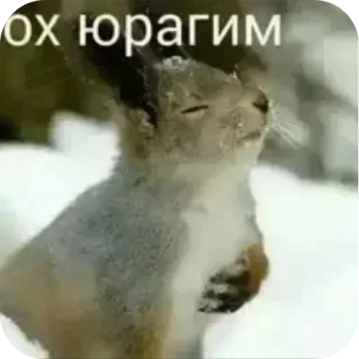 😀 Стикер «хрумки» для Telegram