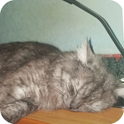 🐱 Стикер «хрумки» для Telegram