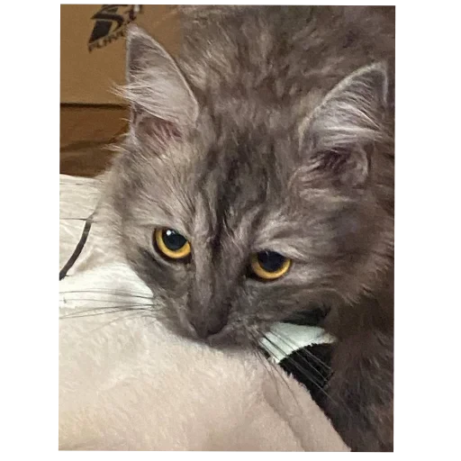 🐱 Стикер «хрумки» для Telegram