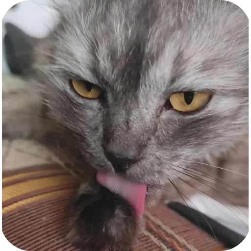 🐱 Стикер «хрумки» для Telegram