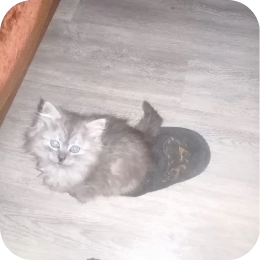 🐱 Стикер «хрумки» для Telegram