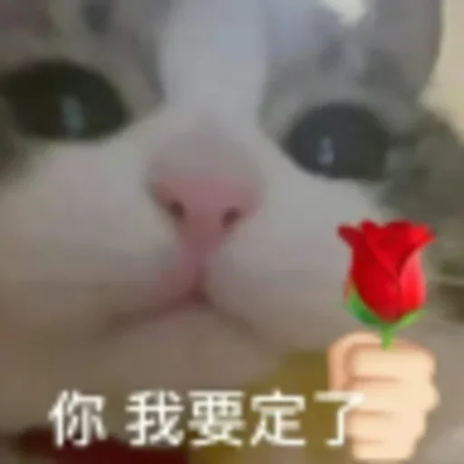 🥰 Стикер «会员代开» для Telegram