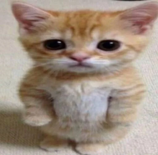 🥺 Стикер «клёва» для Telegram