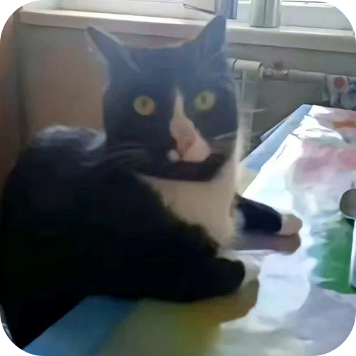 🐱 Стикер «сук» для Telegram