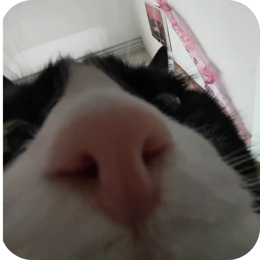 🐱 Стикер «сук» для Telegram