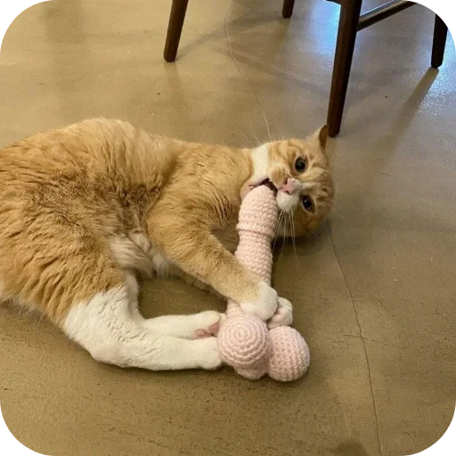 🐱 Стикер «сук» для Telegram