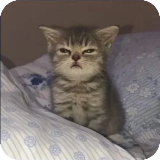 🐱 Стикер «сук» для Telegram