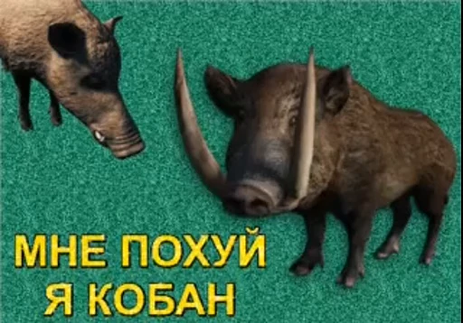 🫡 Стикер «сук» для Telegram