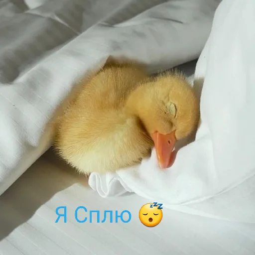 😴 Стикер «Я гусь» для Telegram