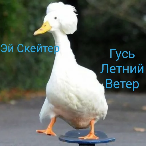 😄 Стикер «Я гусь» для Telegram