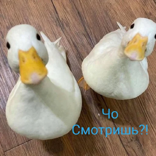 👀 Стикер «Я гусь» для Telegram