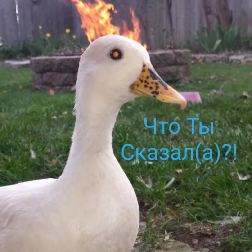 👿 Стикер «Я гусь» для Telegram