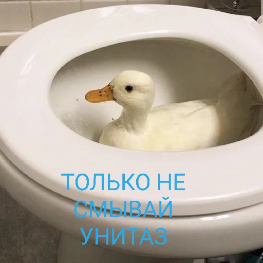 😅 Стикер «Я гусь» для Telegram