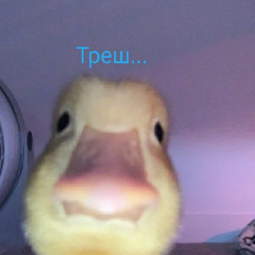 😶 Стикер «Я гусь» для Telegram