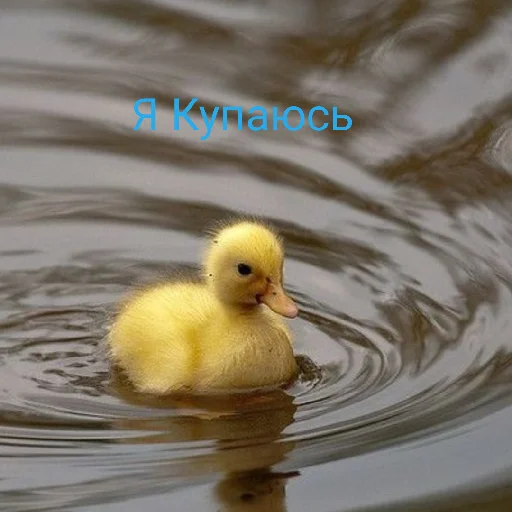 🧖‍♀️ Стикер «Я гусь» для Telegram