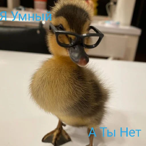 🤓 Стикер «Я гусь» для Telegram