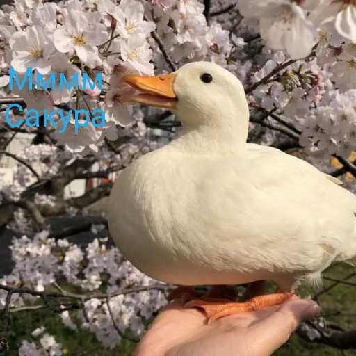 🎋 Стикер «Я гусь» для Telegram