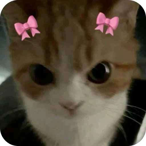 🫥 Стикер «tg» для Telegram