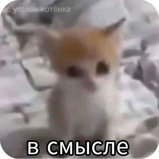 🫥 Стикер «tg» для Telegram