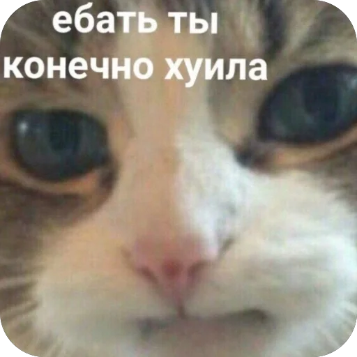 🫥 Стикер «tg» для Telegram