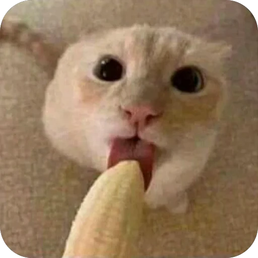 🫥 Стикер «tg» для Telegram
