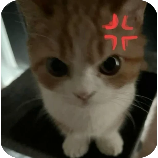 🫥 Стикер «tg» для Telegram