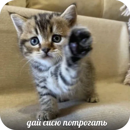 🫥 Стикер «tg» для Telegram