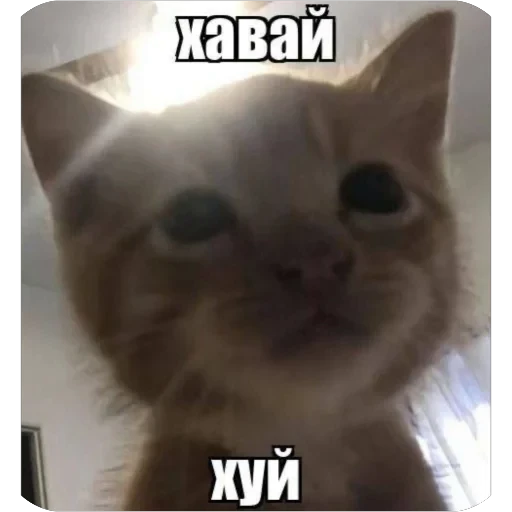 🫥 Стикер «tg» для Telegram