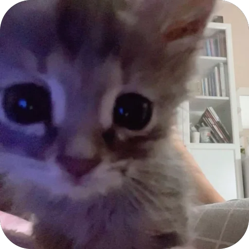 🫥 Стикер «tg» для Telegram