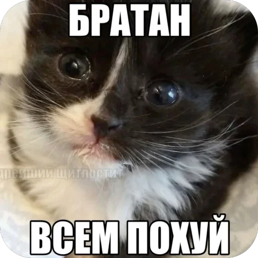 🫥 Стикер «tg» для Telegram