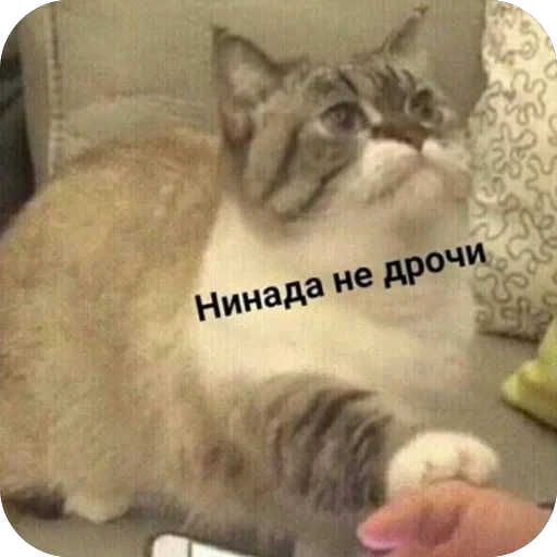 🫥 Стикер «tg» для Telegram
