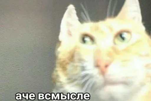 ❓ Стикер «Акмаль не дурак(» для Telegram