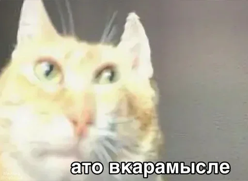 ❗ Стикер «Акмаль не дурак(» для Telegram