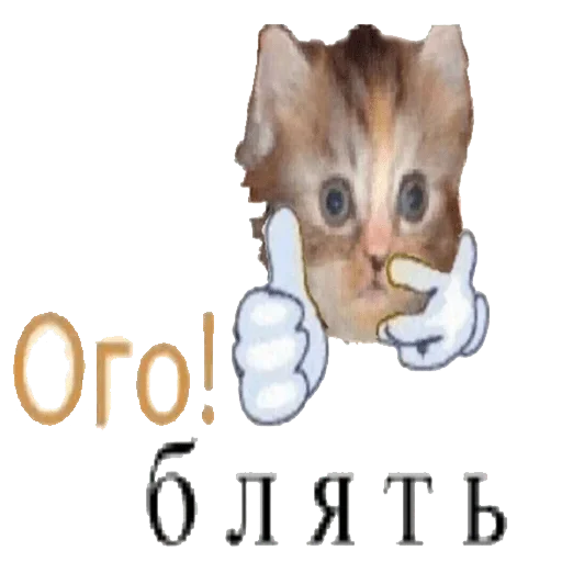 🙀 Стикер «Акмаль не дурак(» для Telegram
