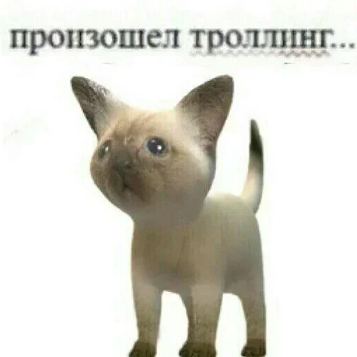 😭 Стикер «Акмаль не дурак(» для Telegram