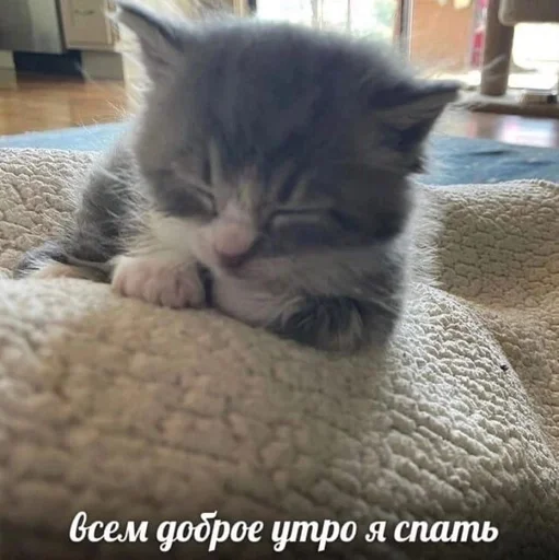 😚 Стикер «Cats memes» для Telegram